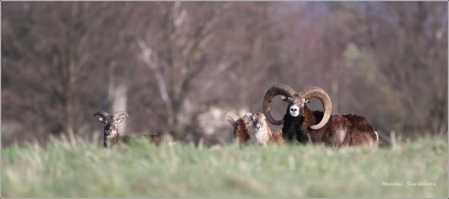 <p>MUFLON (Ovis musimon) Šluknovsko - Valdek /Mouflon - Mufflon/ </p>